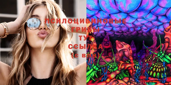 прущие грибы Аркадак